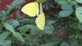 Time lapse video of a yellow grass butterfly emerged from the cocoon and adapting to the new environment and mating