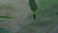 Time lapse view of a cocoon of an one spot yellow grass butterfly