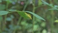 Time lapse view of a one spot grass yellow butterfly cocoon under a Sickle Senna plant (Cassia Tora) leaflet, side view