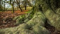 Time-lapse of winter woodlands in England