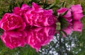 Time moment flowers peony pink peony peony on the mirror