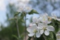 Time moment garden spring  bloom Royalty Free Stock Photo