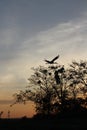 time moment summer garden  stork sky Royalty Free Stock Photo