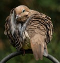 A Time for a Mourning Dove to Preen Royalty Free Stock Photo