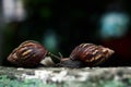two snails on the wall Royalty Free Stock Photo