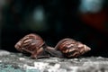 Pair of snails on rock Royalty Free Stock Photo