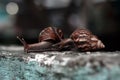 two snails on the wall Royalty Free Stock Photo