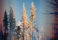 Time slice shot of winterly pines in Northern Sweden