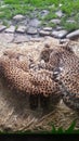 Napping cheetahs - Portland Zoo Royalty Free Stock Photo