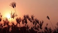 Time for some plants sunset waving in the wind. Sunset Video.