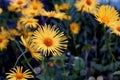 Time to admire the flowering: yellow daisies in the spring garden, close-up, bokeh, place for text Royalty Free Stock Photo