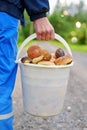 Time to collect mushrooms. A man with a white bucket of mushrooms in the autumn forest