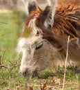 Time to eat, llama