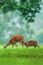 Time to feed, baby fawn and hind mother having a tender bonding moment in the rain. UNESCO World Heritage Site. Khao Yai, Thailand Royalty Free Stock Photo