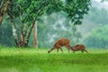 Time to feed, baby fawn and hind mother having a tender bonding moment in the rain. UNESCO World Heritage Site. Khao Yai, Thailand Royalty Free Stock Photo