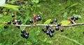 Time to harvest: a branch of blackcurrant bush with berries