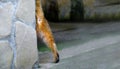 Time To Say Goodbye. The cat goes around the corner of the house. You can see the tail and the back leg. Space for text