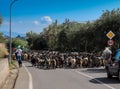 It is a time of transhumance for the flock of goats Royalty Free Stock Photo