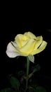 Yellow rose sign of friendship Royalty Free Stock Photo