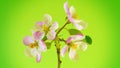 Timelapse apple flowers on limegreen 4k.