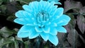 Timelapse of a beautiful blue Dahlia flower that completely opens up on a black background