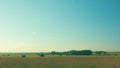 Black Angus Cattle Cows Grazing On Farmland. Cows Grazing On A Green Summer Meadow. Royalty Free Stock Photo