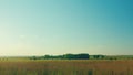 Black Angus Cattle Cows Grazing On Farmland. Cows Grazing On A Green Summer Meadow. Royalty Free Stock Photo