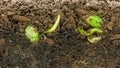 Timelapse of growing soybeans