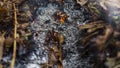 Timelapse loopable video of a burning oak leaf in the ashes of a big pile of leaves and twigs in autumn in 4k 3840 pixels, 24fps