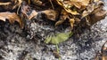 Timelapse loopable video of a burning and rebirthing large green leaf in the ashes of a big pile of leaves in 3840 pixels. 15fps