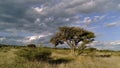 Timelapse Mezquite Tree in the Fields