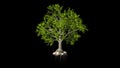 Timelapse oak tree growing, blossoming and seasoning, against black
