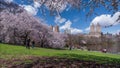 Colourful cherry Blossom in Central Park, New York