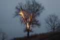 timelapse photo sequence of a lone tree burning