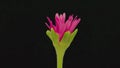 Timelapse, Red lampranthus flower prominent, blooming and blooming on black background,