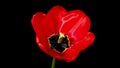 Red tulip flower blooming timelapse