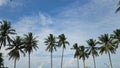 Timelapse - Rural natural landscape - clouds and coconut trees indonesia