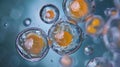 A timelapse series of several cells fertilizing an egg captured under a microscope. The cells can be seen racing towards Royalty Free Stock Photo