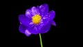 Timelapse of spectacular beautiful blue peony flower blooming on black background. Blooming peony flower open, time