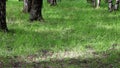 Timelapse of sunbeams in a forest