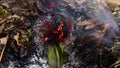 Timelapse video of an green leaf rising from the ashes of a big pile of leaves and twigs in autumn in 4k 3840 pixels, 15fps.