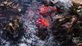 Timelapse video of an oak leaf burning in the ashes of a big pile of leaves and twigs in autumn in 4k 3840 pixels, 10fps