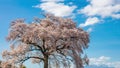 Timelapse of Wanitsuka no Sakura A large 330 year old cherry tree with a view of the mountains and Mount Fuji behind