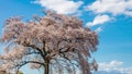 Timelapse of Wanitsuka no Sakura A large 330 year old cherry tree with a view of the mountains and Mount Fuji behind