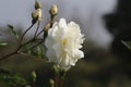 The timeless allure of a white rose whispers elegance and grace