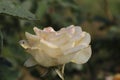 The timeless allure of a white rose whispers elegance and grace #WhiteRoseMagic\