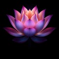 The timeless beauty of the lotus flower