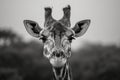 Timeless charm of a giraffe captured in striking grayscale photography