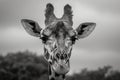 Timeless charm of a giraffe captured in striking grayscale photography