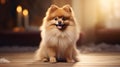 Timeless Elegance: Pomeranian Peacoat Dog In Photobashing Style